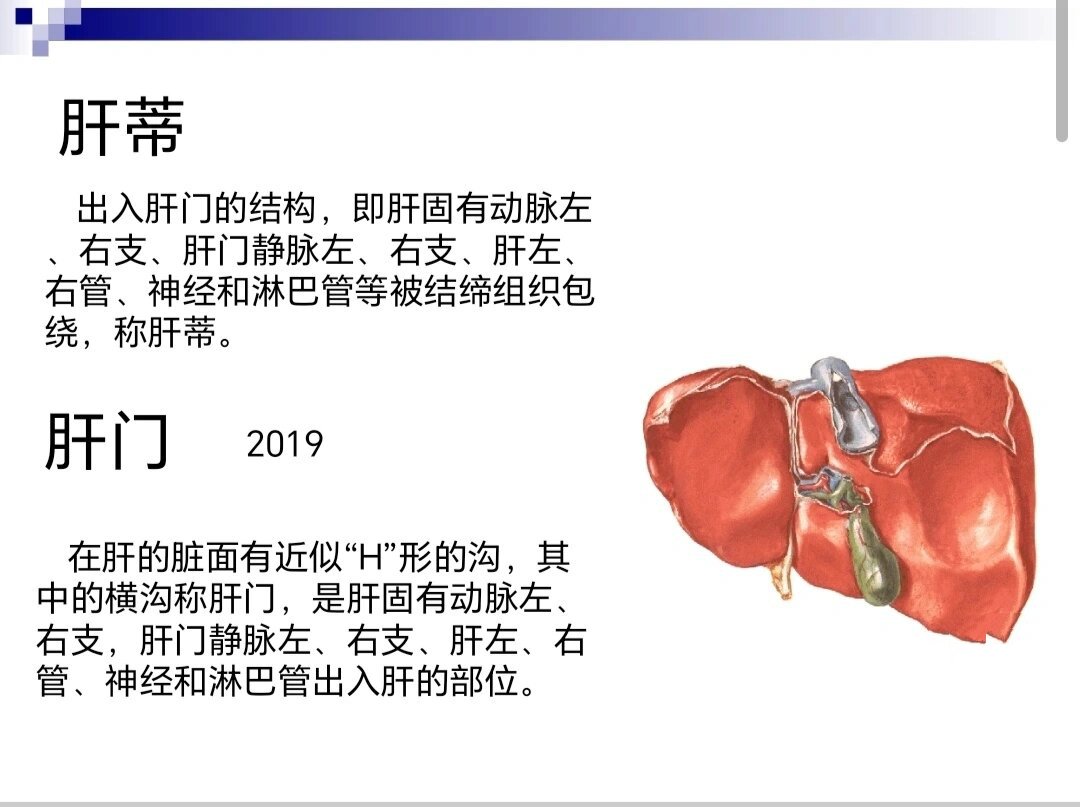 第一肝门的组成图片