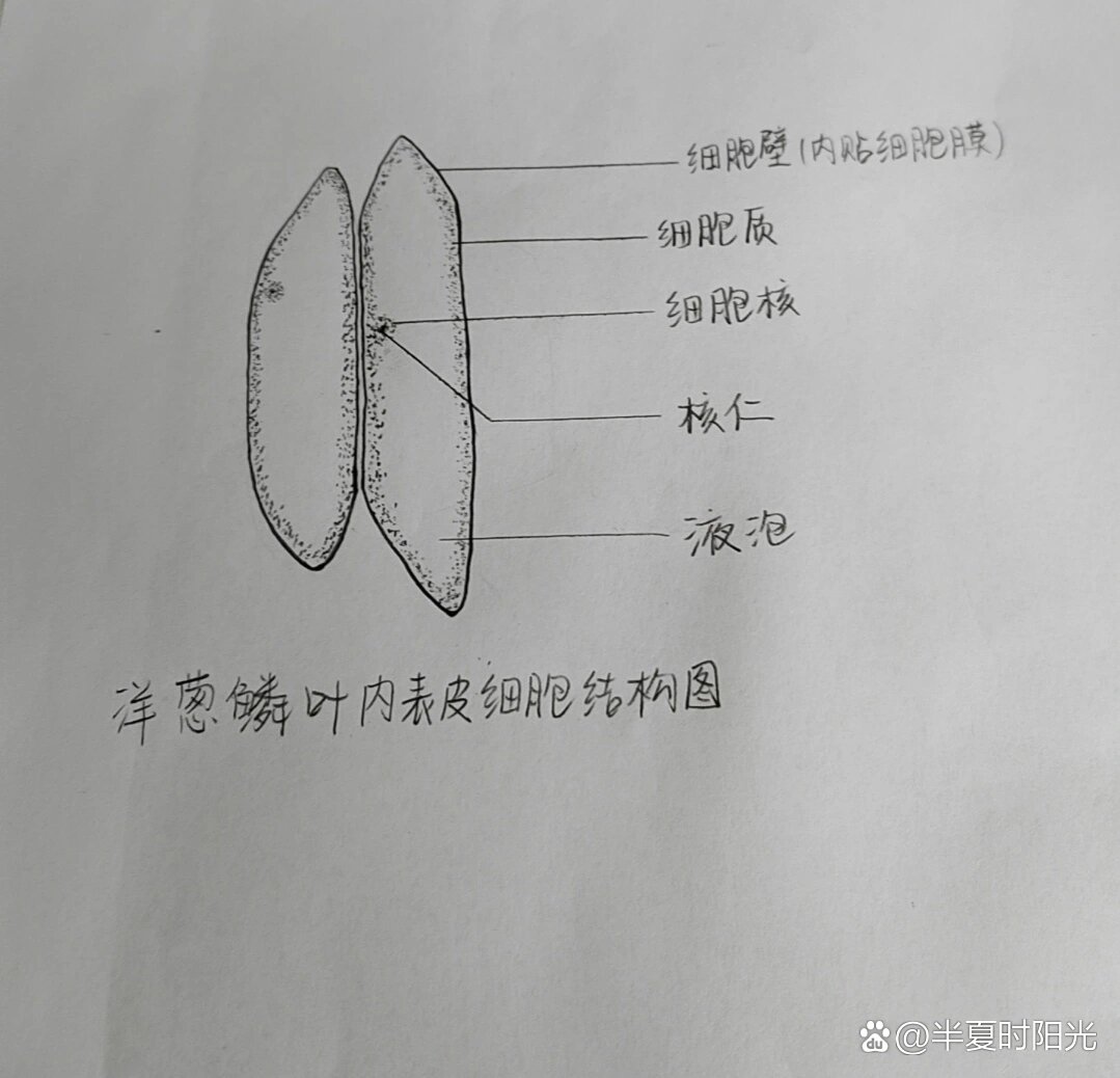 洋葱表皮细胞图图片