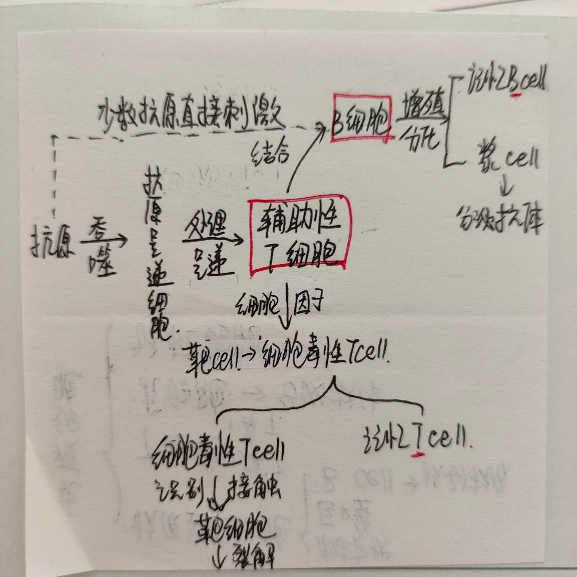 体液免疫过程图解图片