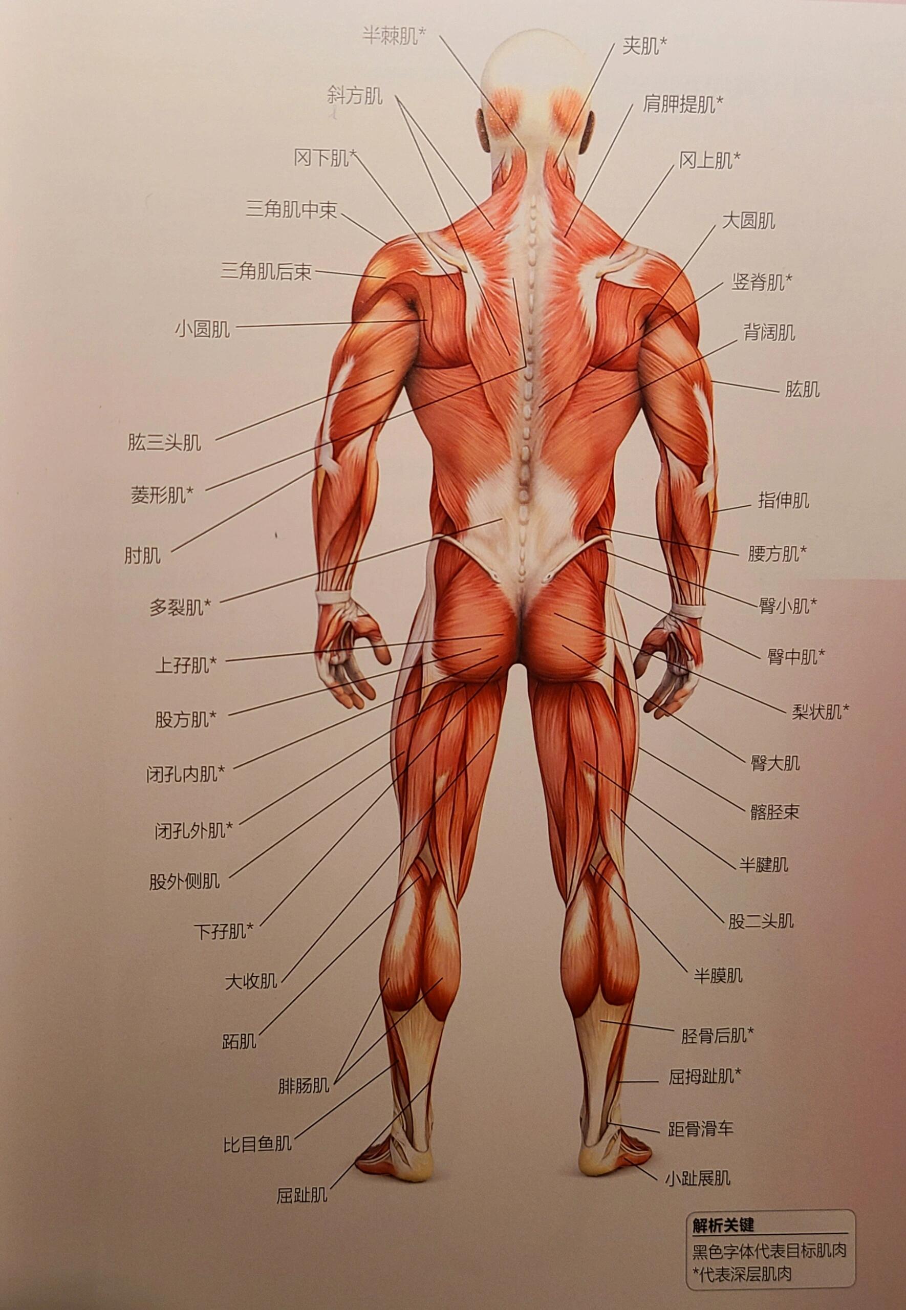 人体各个部位的名称图片