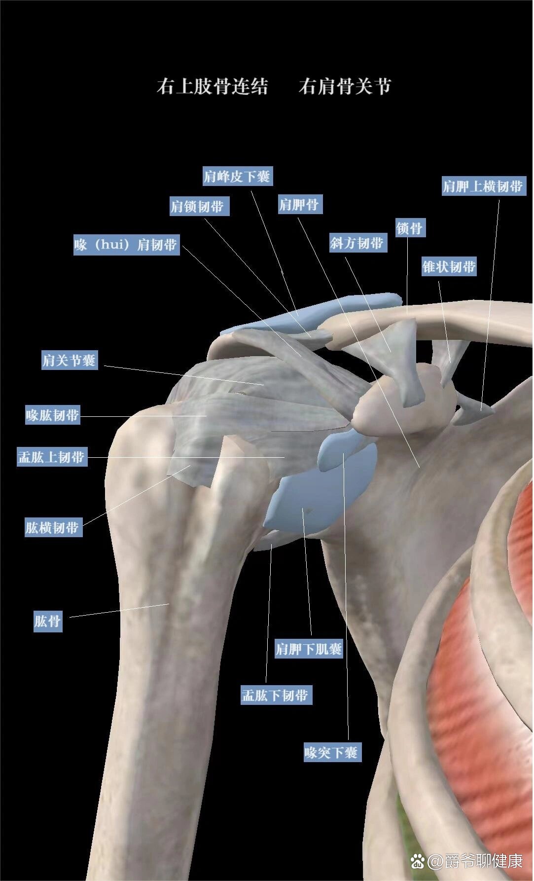 肩关节粘连图解图片