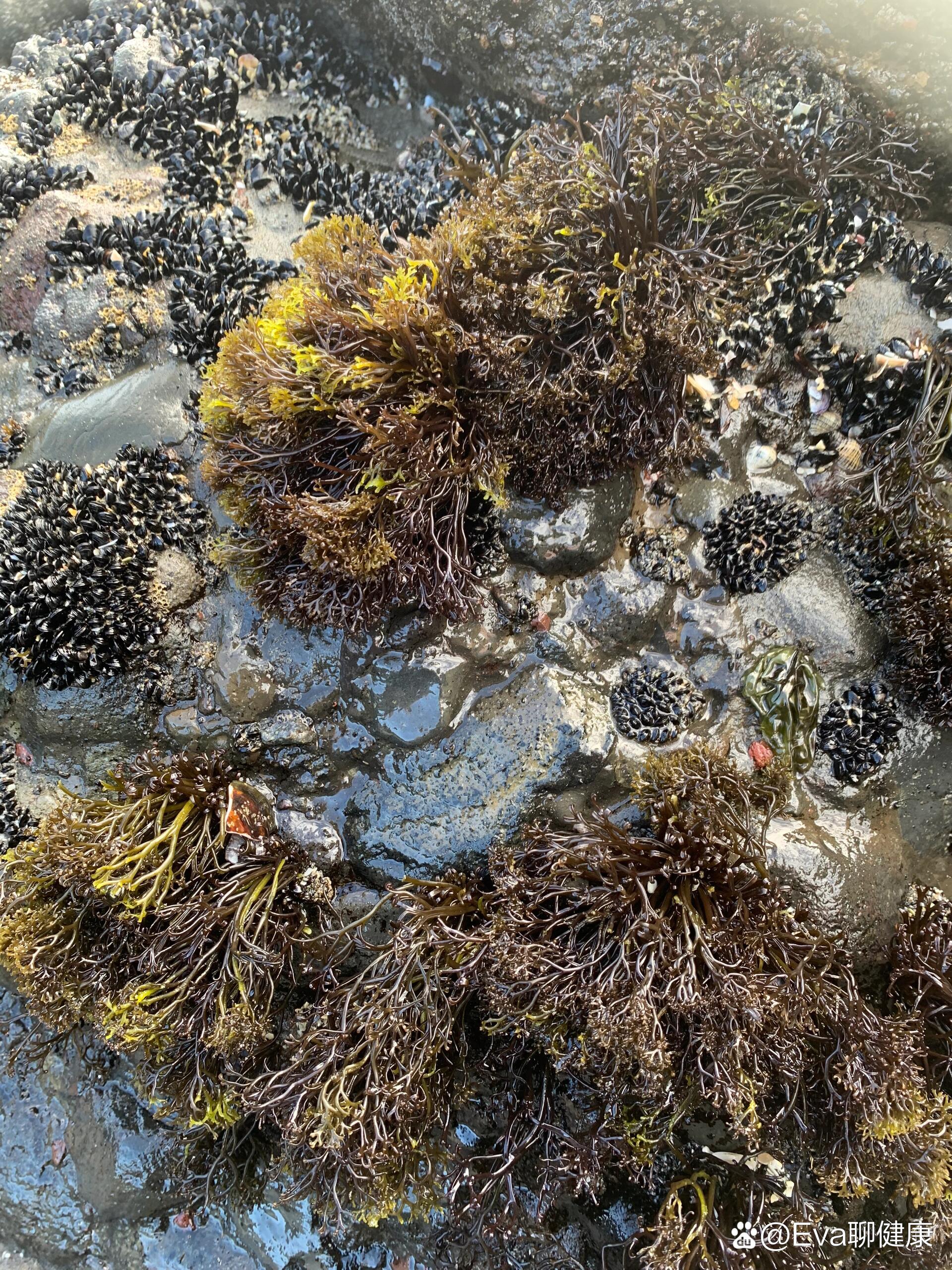 赶海新品种-血珊瑚