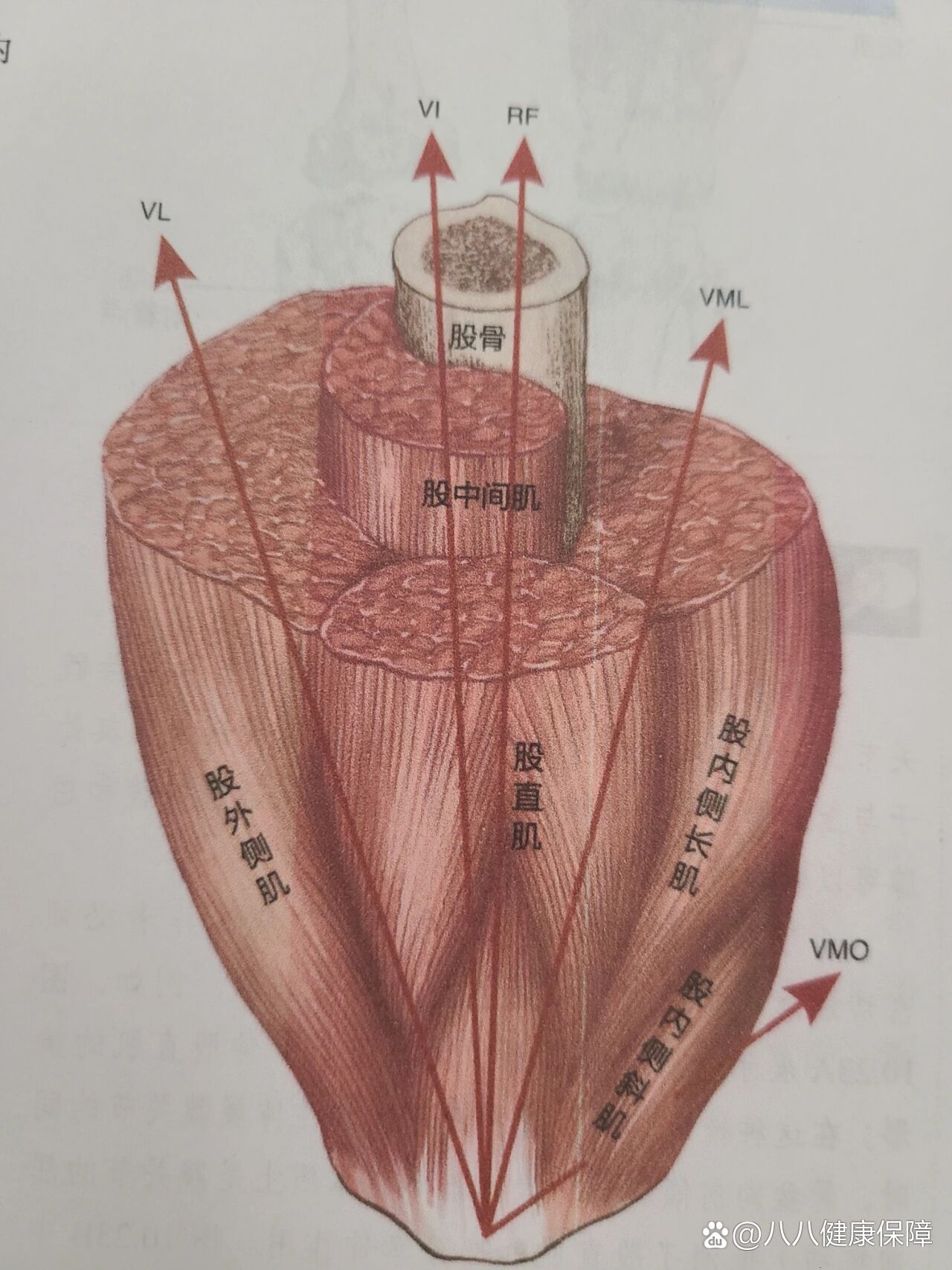 半腱肌和半膜肌起止点图片