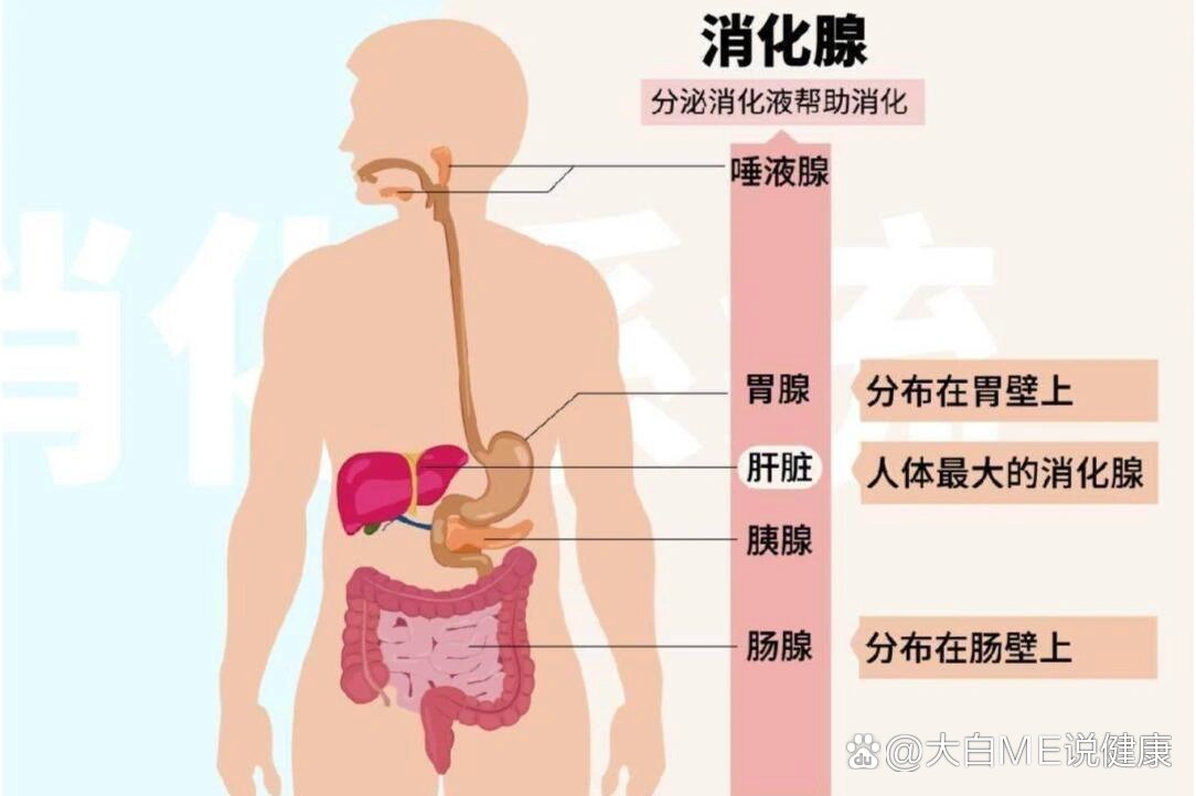 消化腺