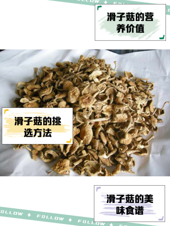 滑子菇