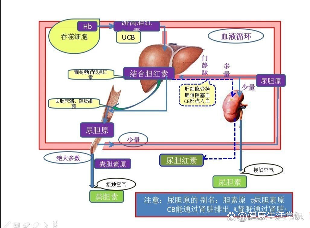 胆红素循环过程图图片