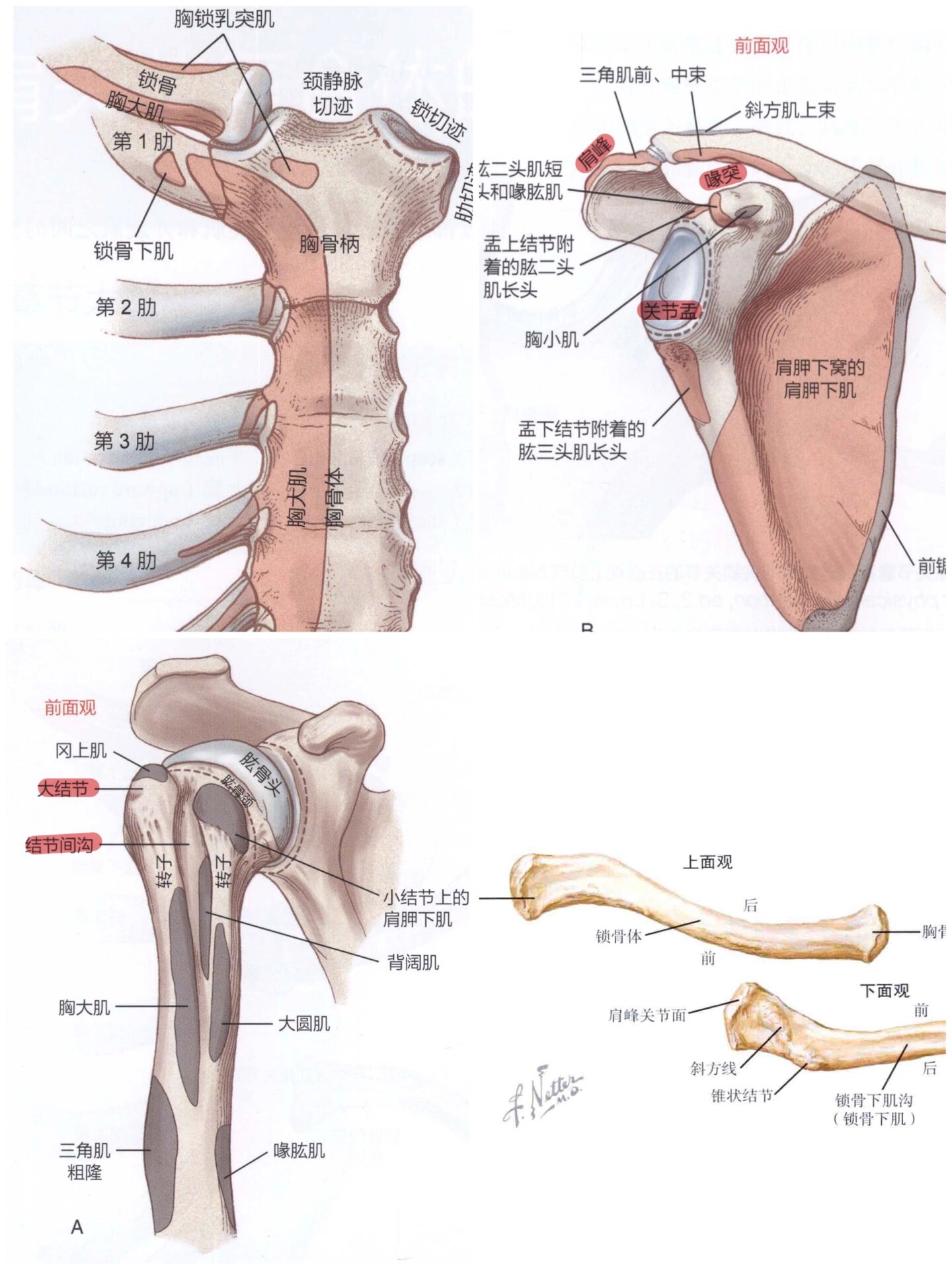 肩关节骨骼学