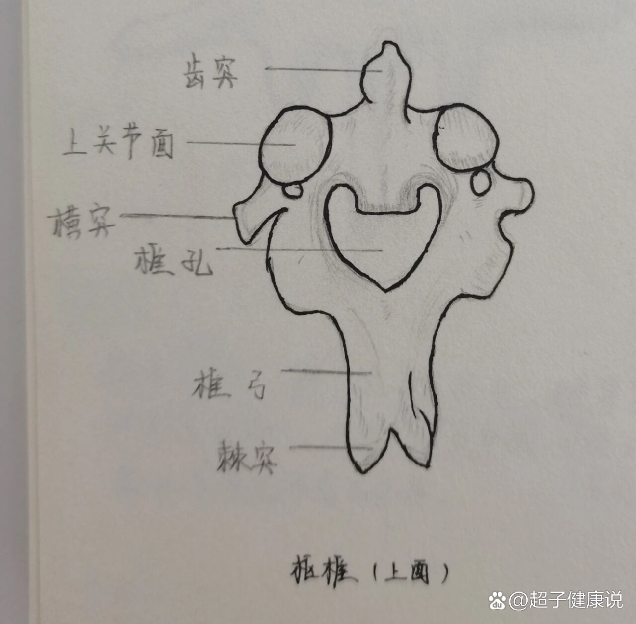 椎骨简笔画图片