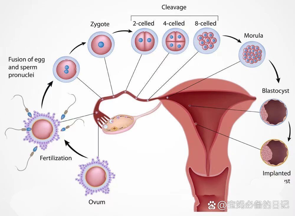 女生大概有多少卵子(一般女生有多少个卵泡)