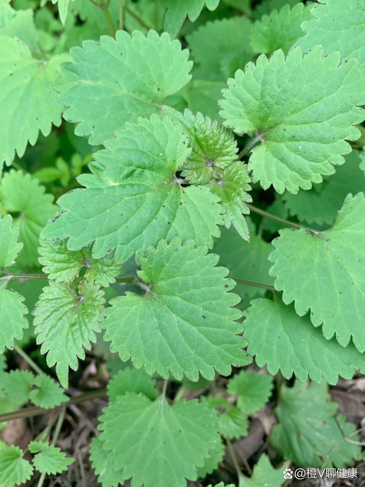 药名:连钱草