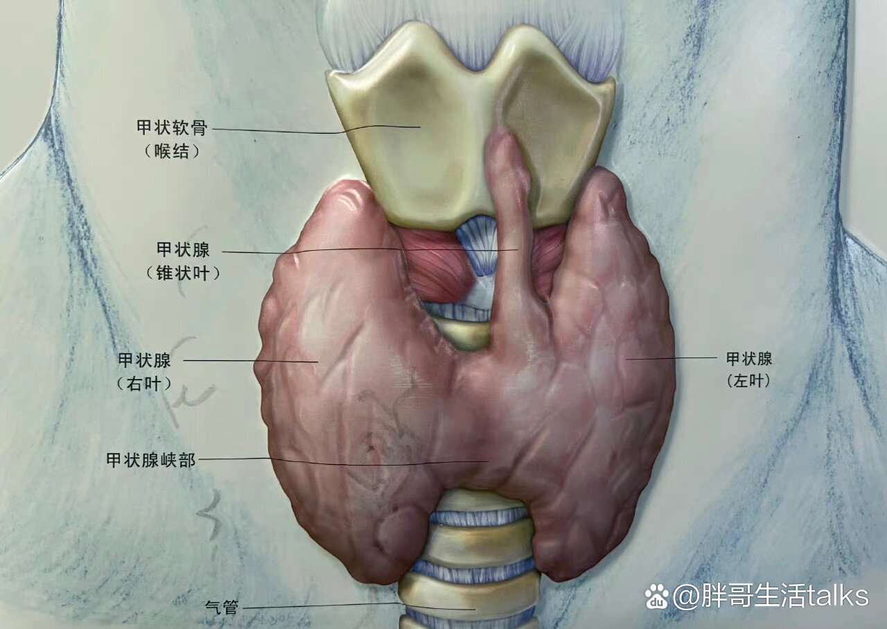 甲状腺球蛋白结构图片