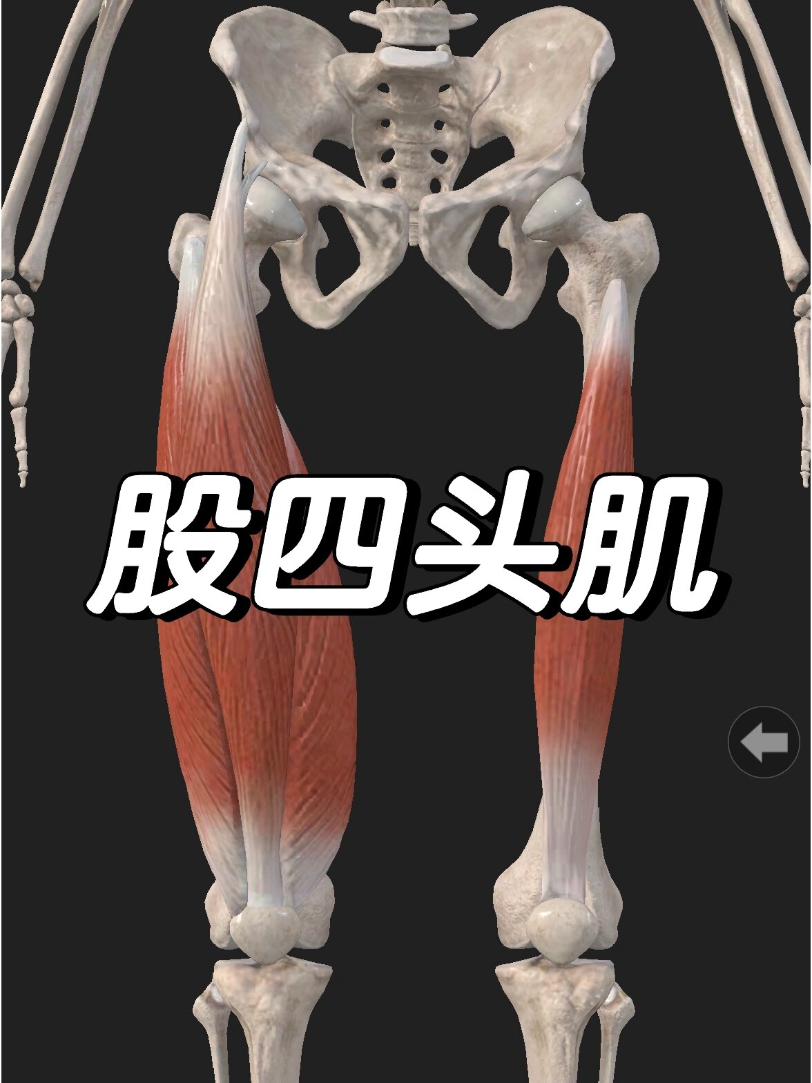 股四头肌