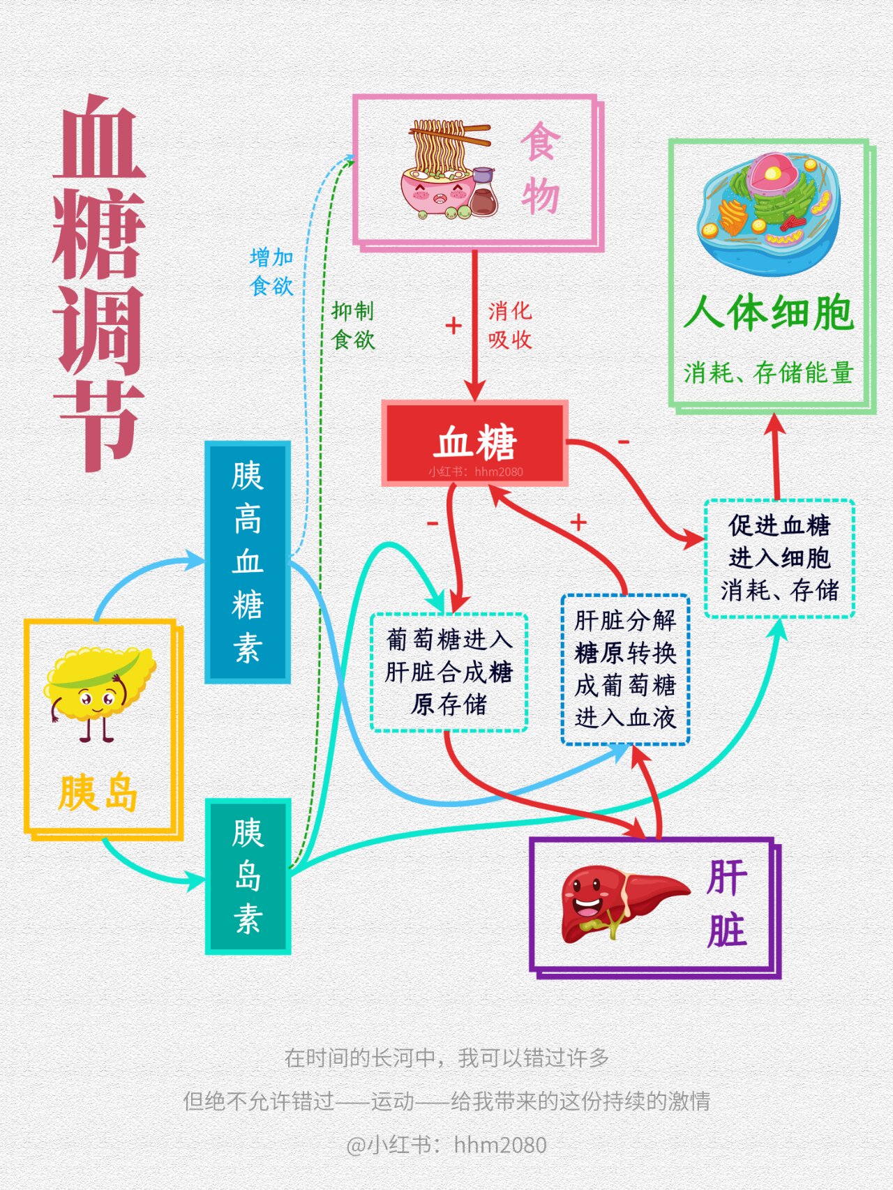 血糖调节过程图解图片图片