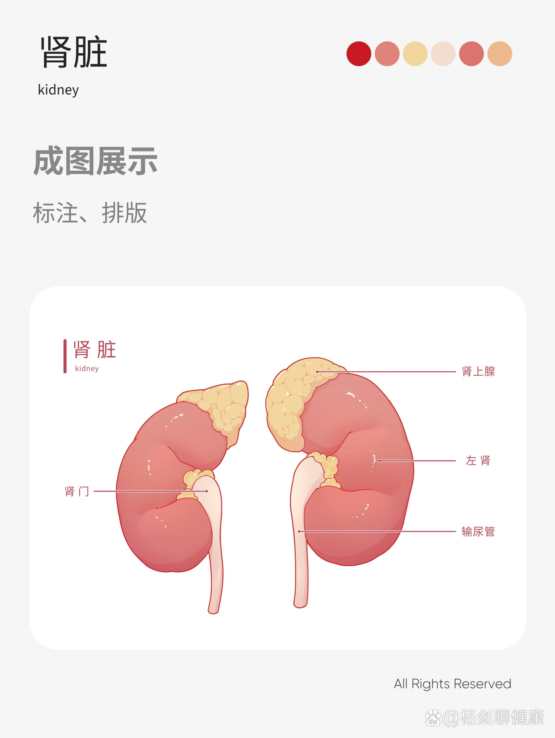 医学插画教程|有手就会的肾脏绘制教程78