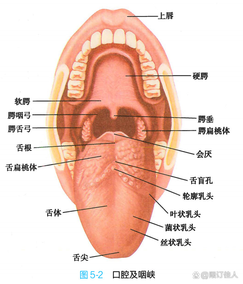 嘴器官图片