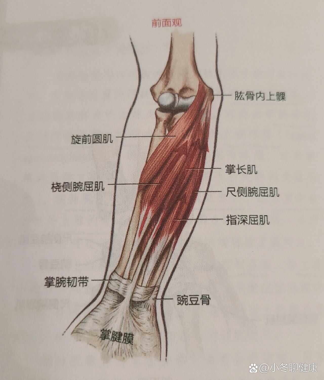 认识尺侧腕屈肌