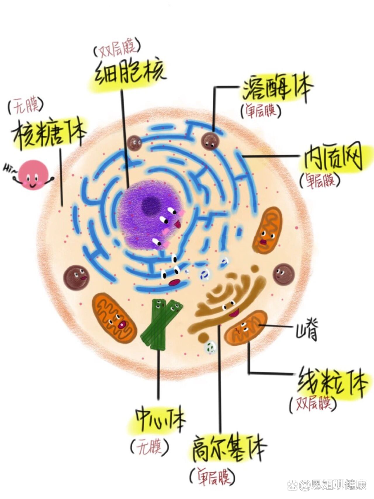 八大细胞器简笔画图片