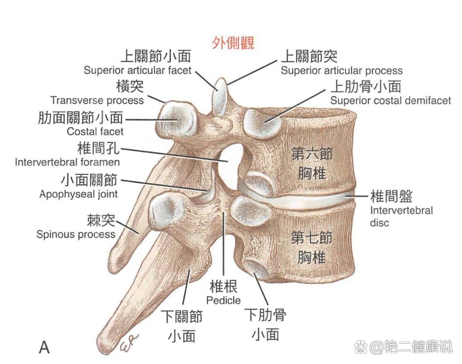 正常脊柱图片构造图解图片