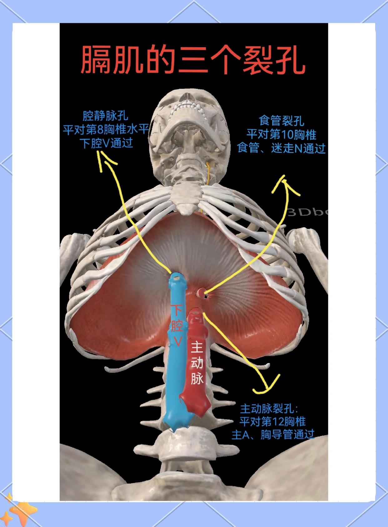 膈肌的解剖结构与功能详解