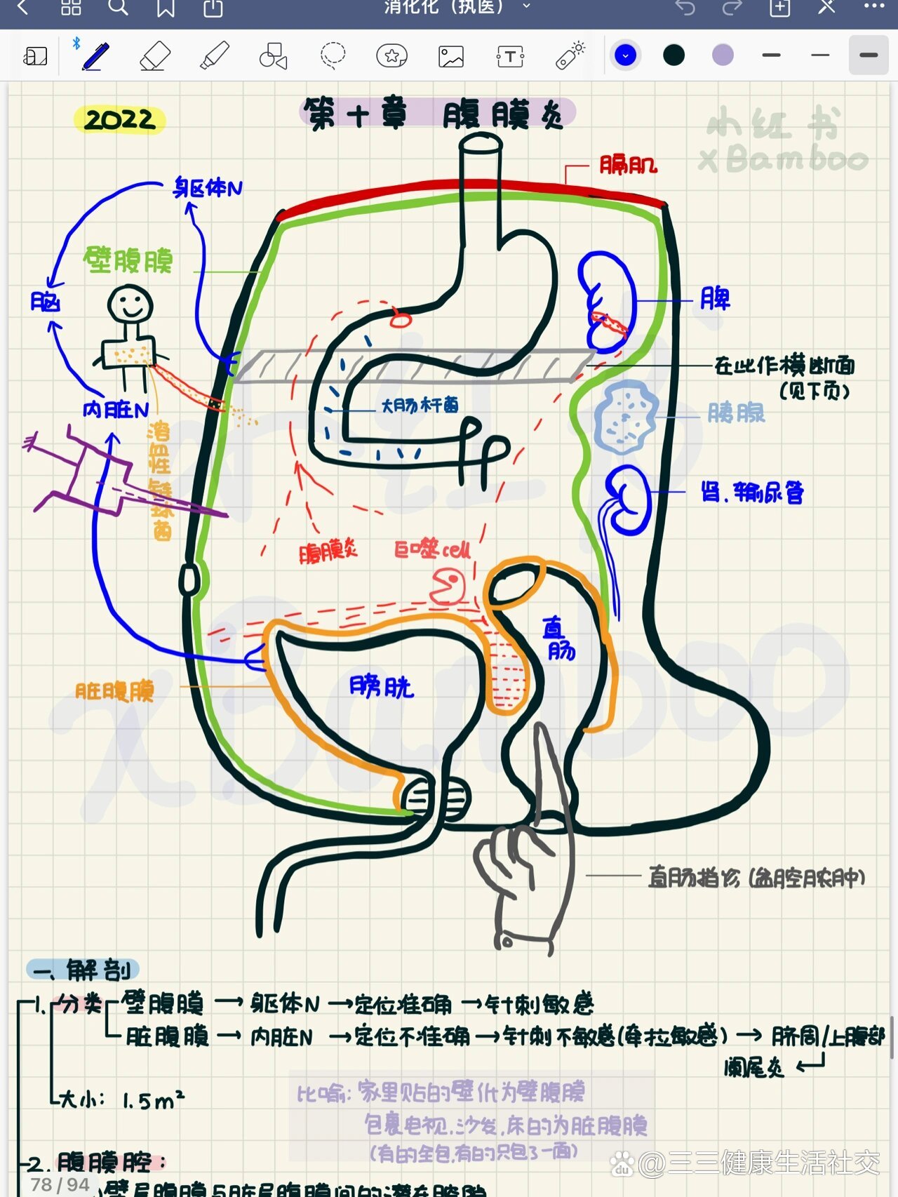 壁腹膜和脏腹膜图解图片