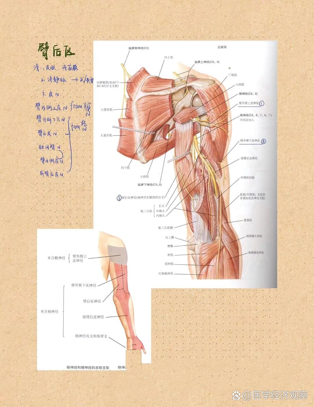 局部解剖学
