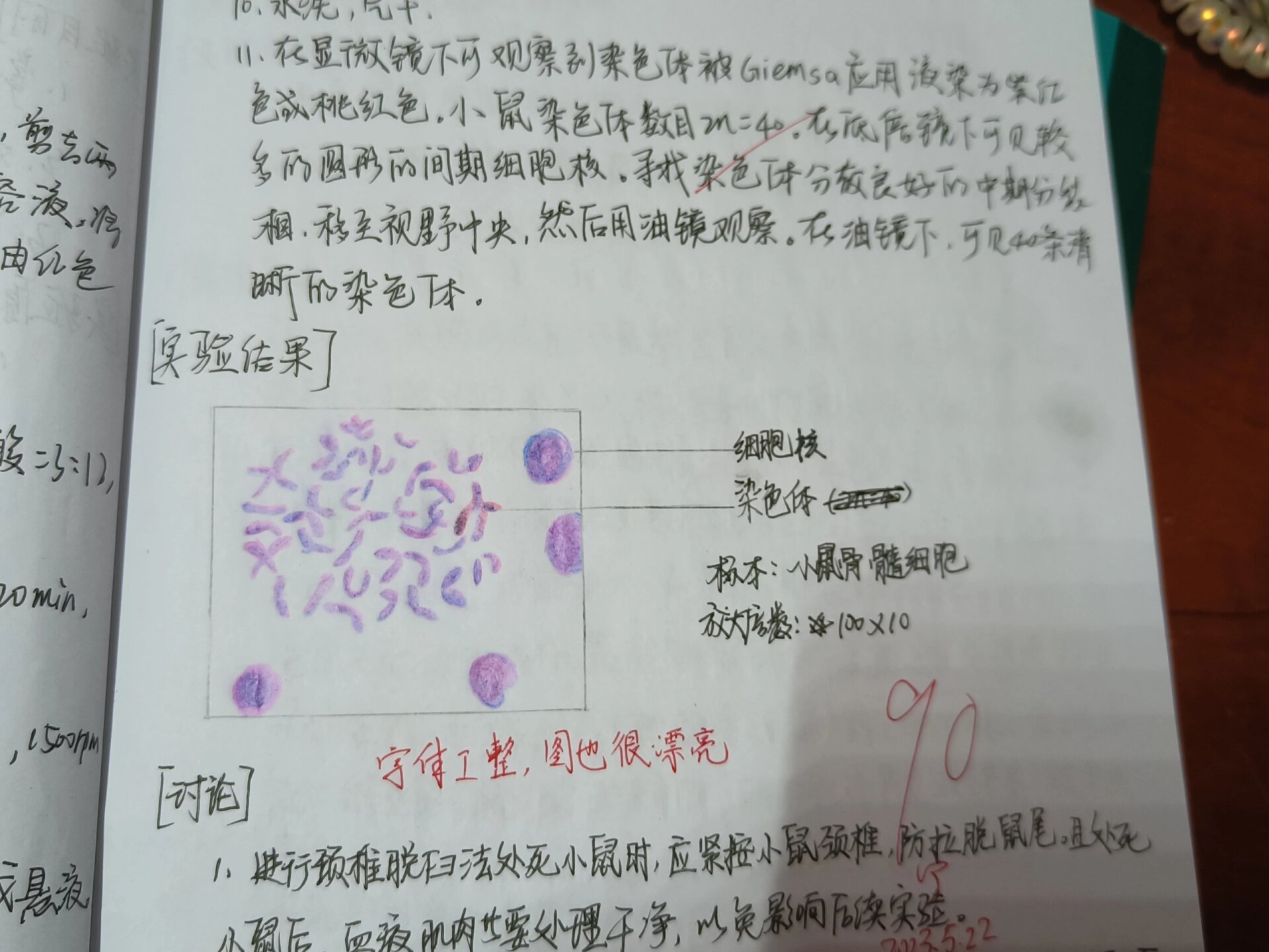 染色体手绘图图片