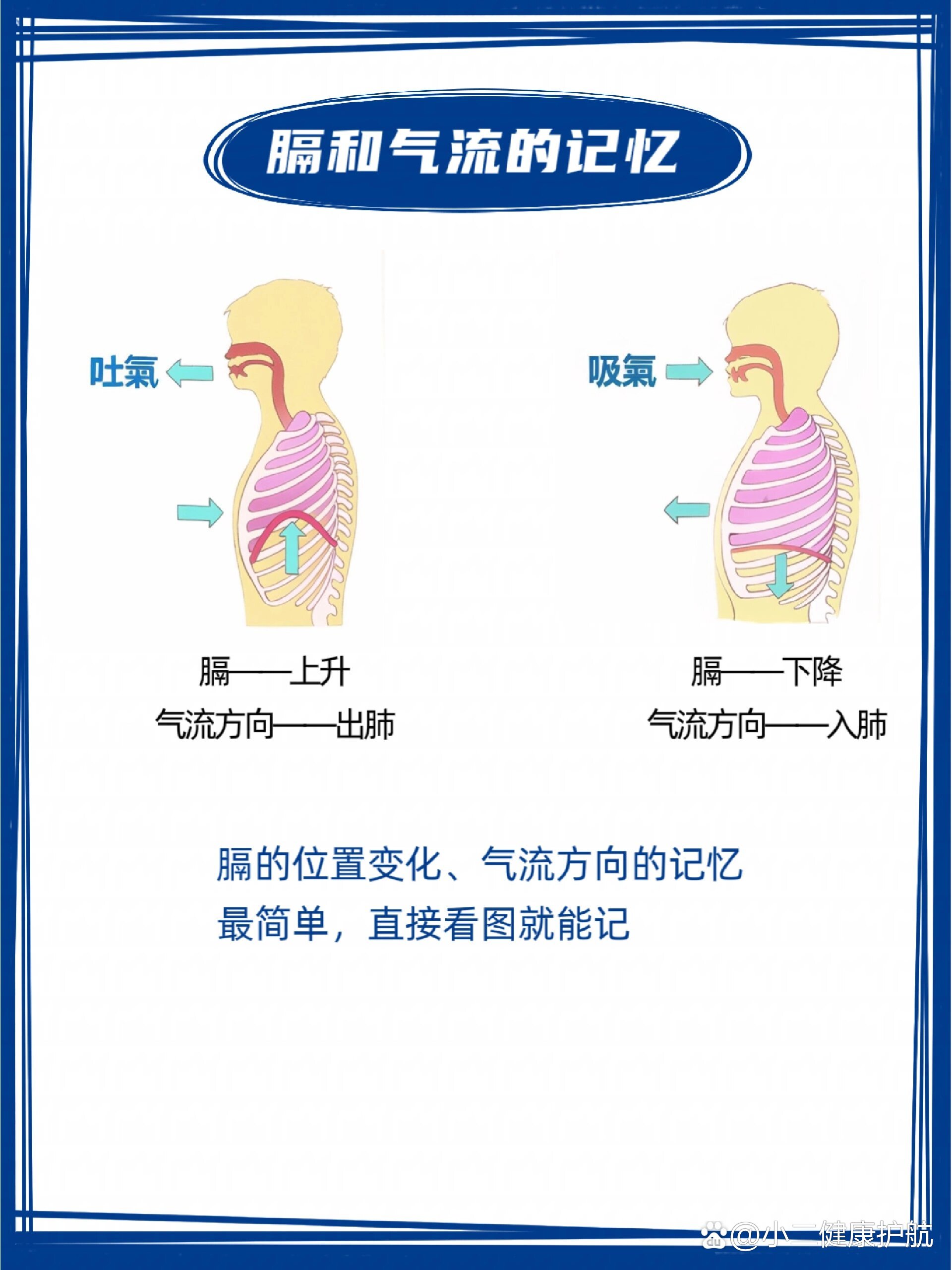 生物速记‖呼吸运动中的吸气呼气变化