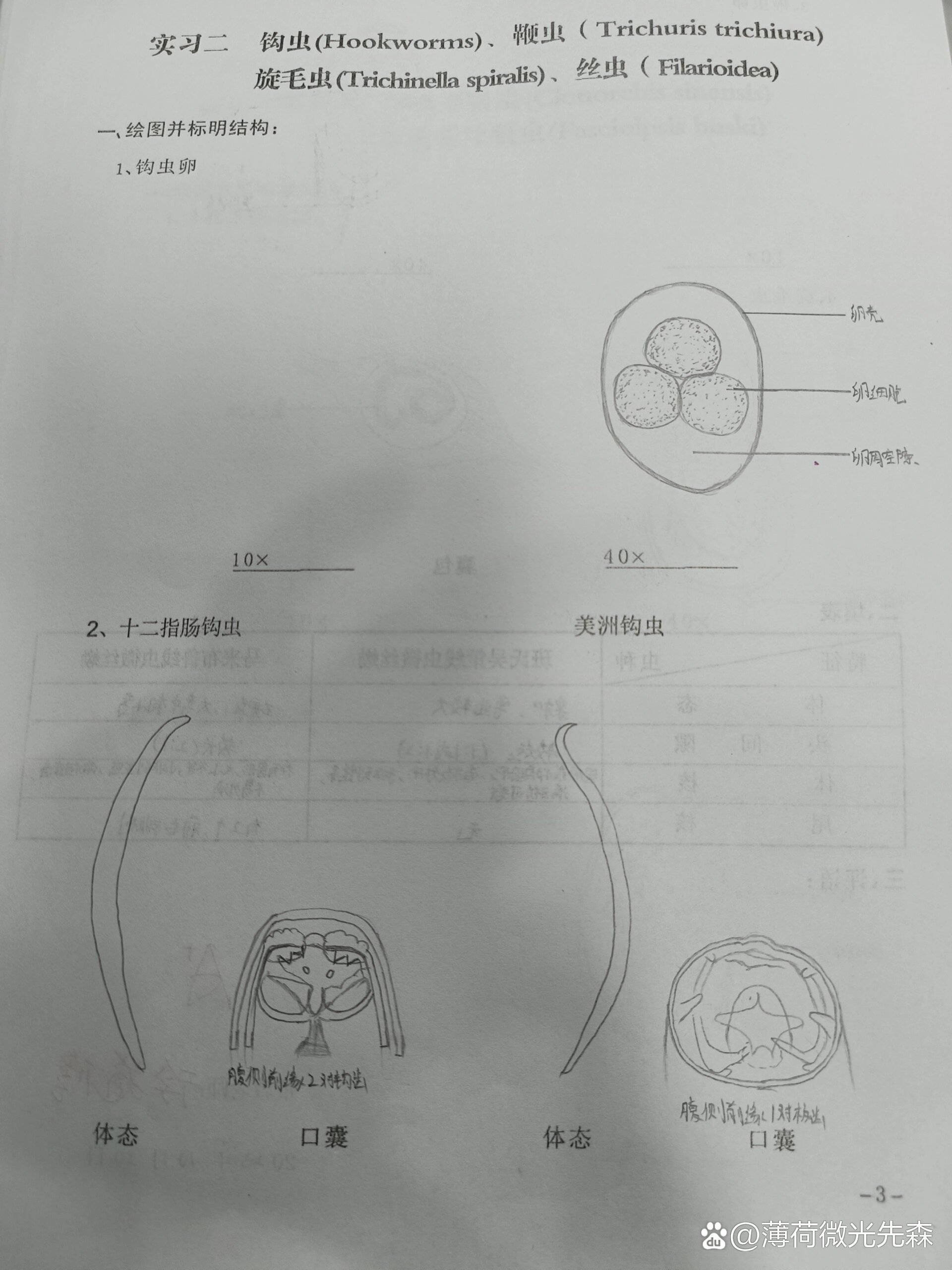 钩虫图片手绘图图片