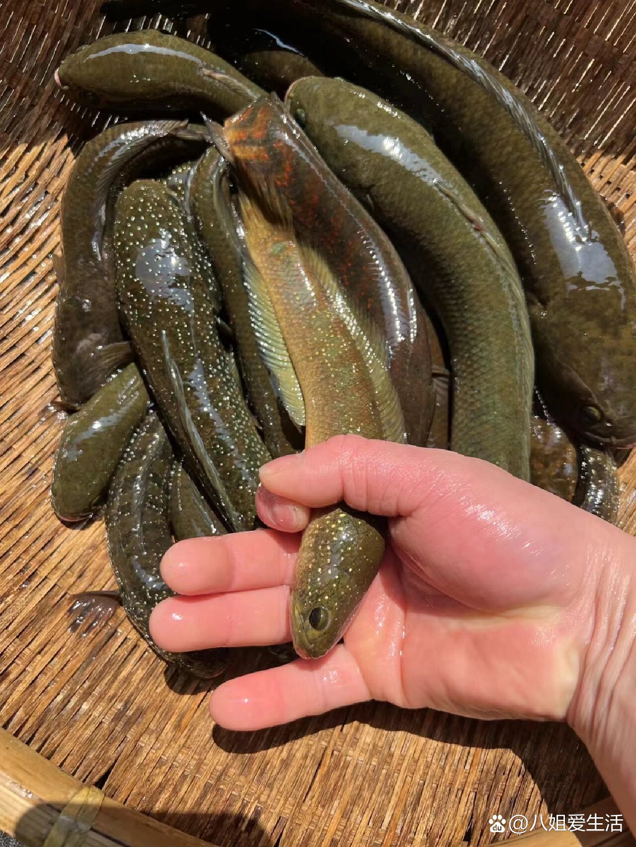 鱼中珍品(七星鱼),补气益肾