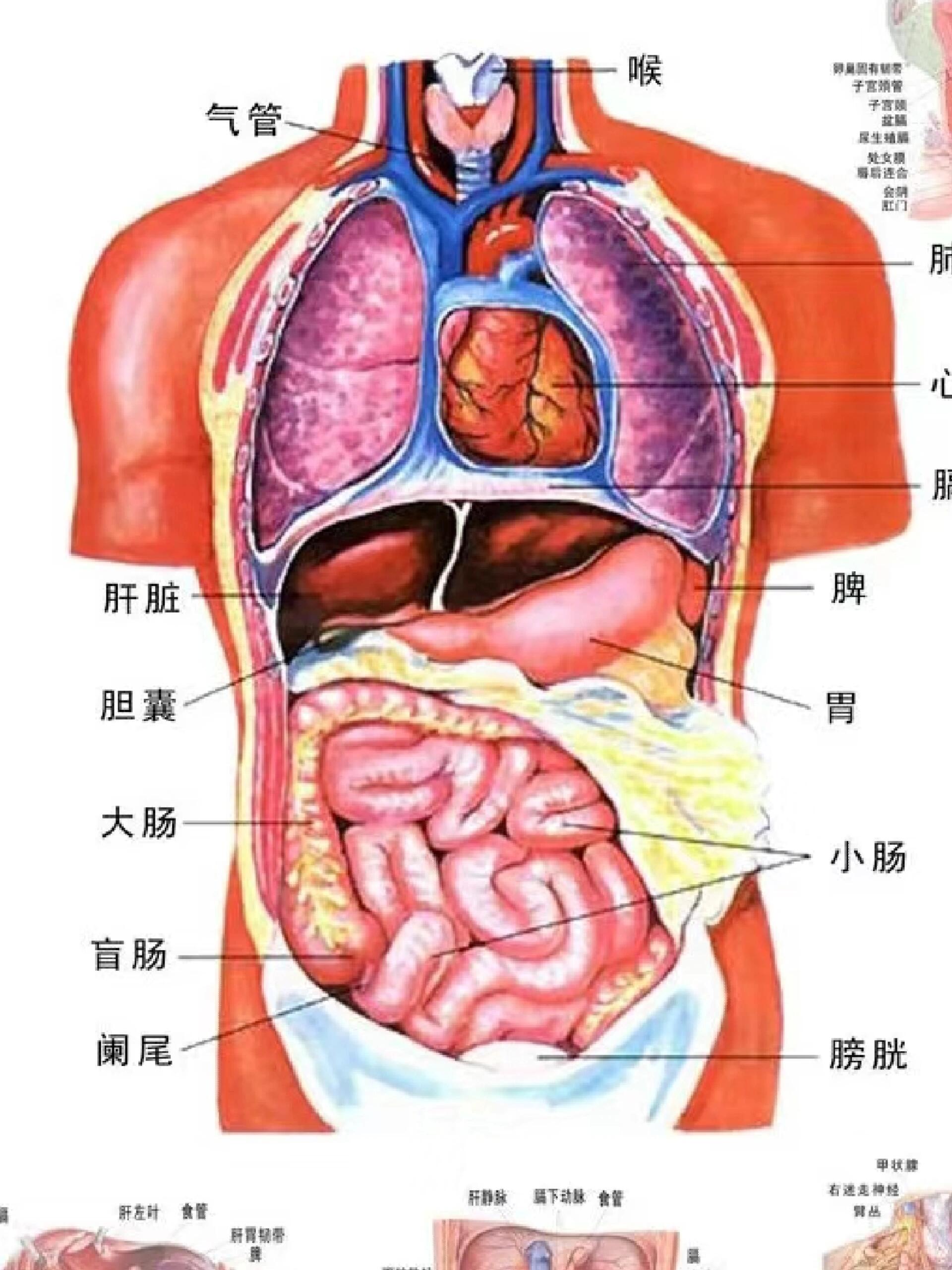 肺区疼痛位置图片图片