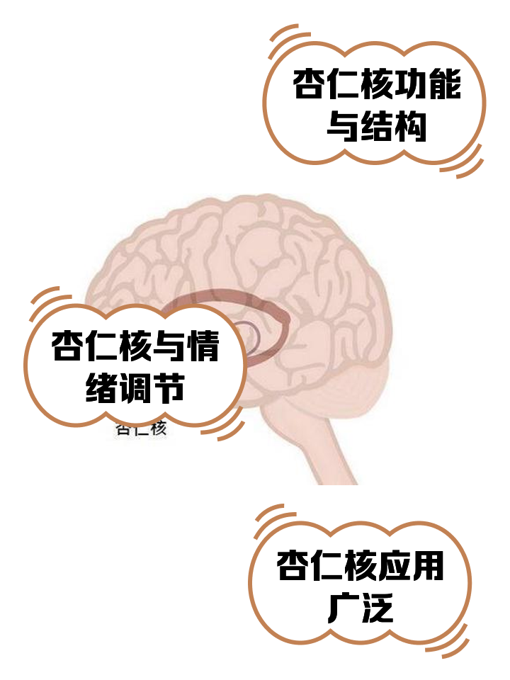杏仁核
