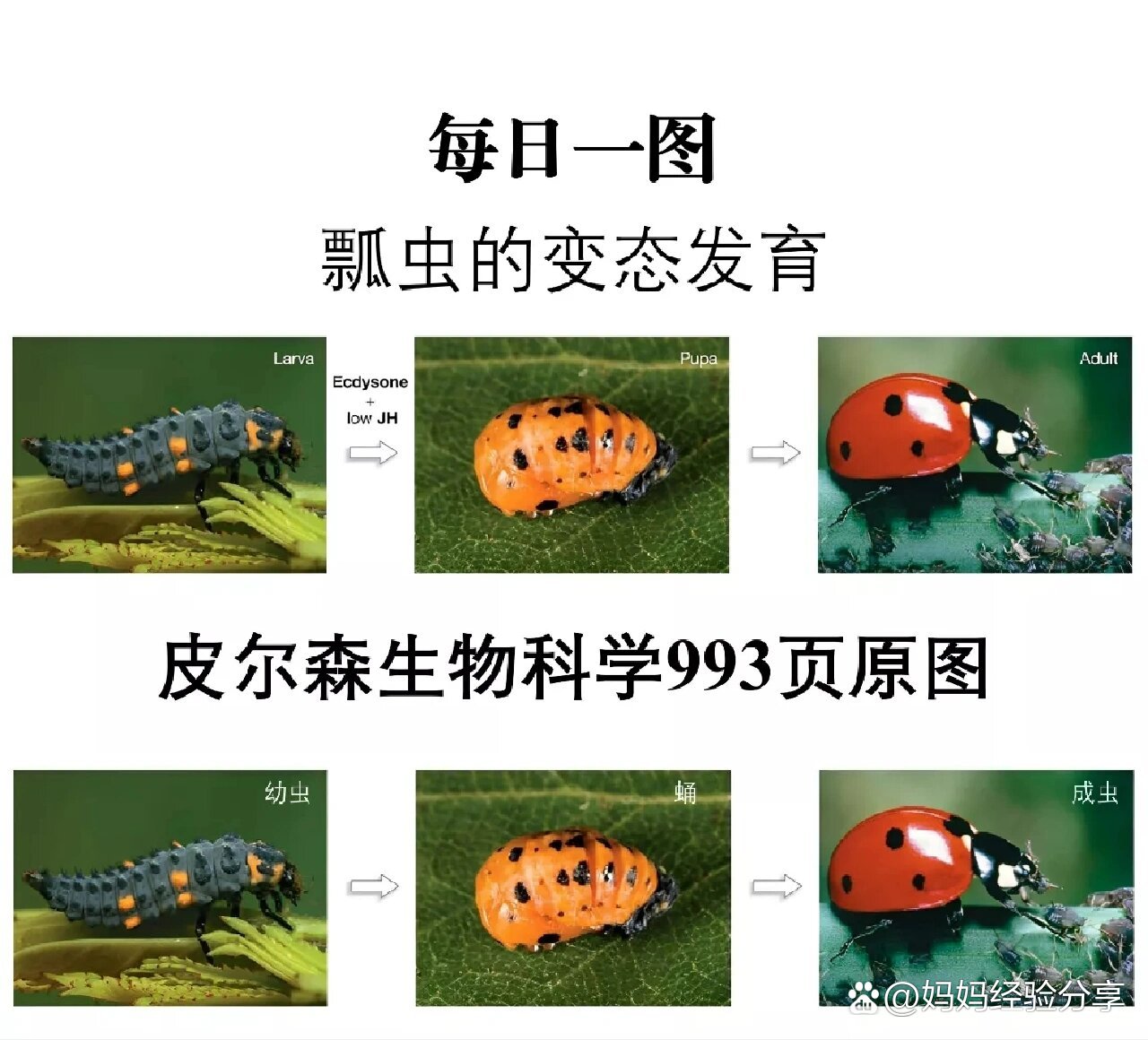 瓢虫的完全变态发育