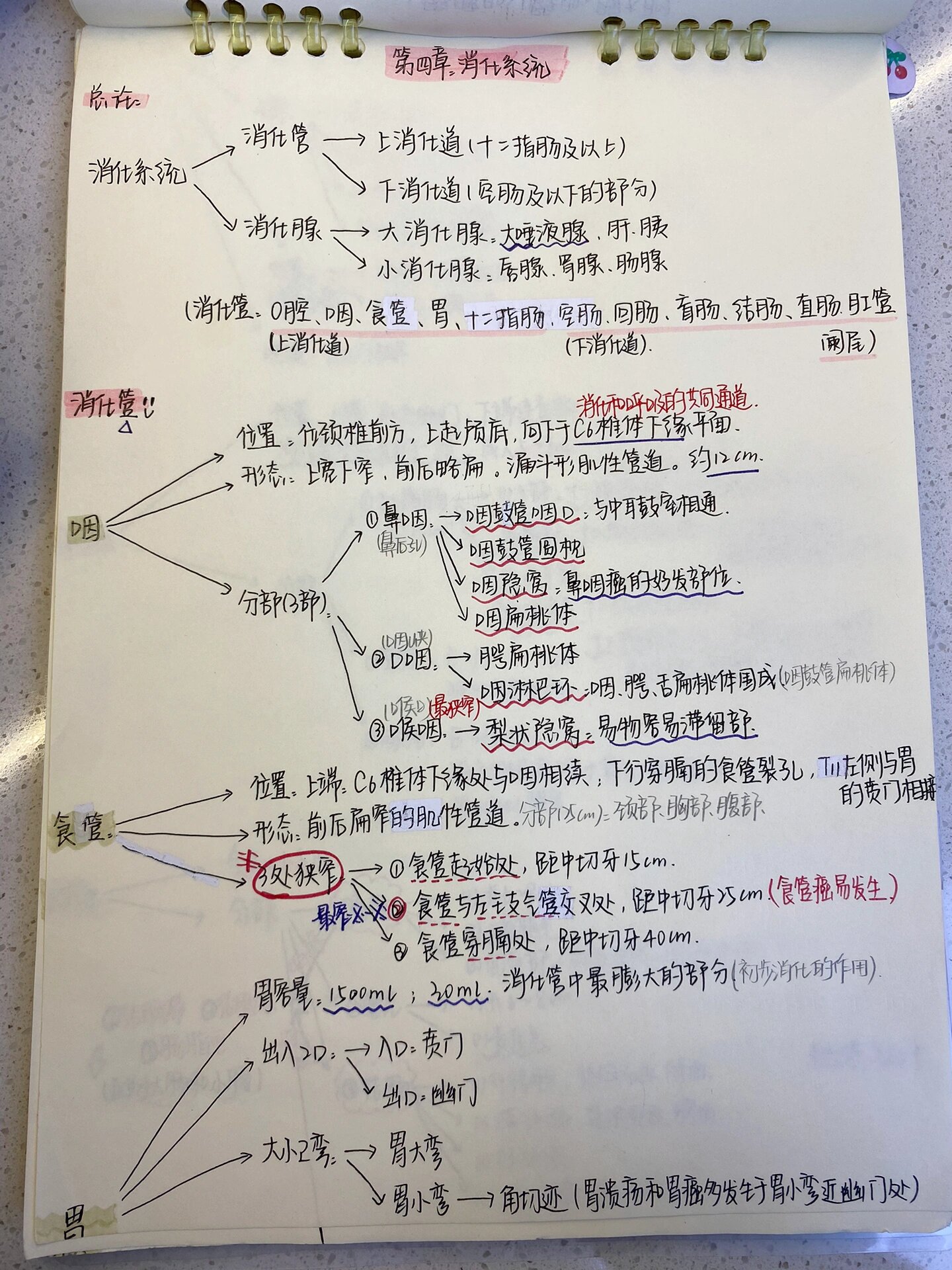 猪胀气放气位置图解图片