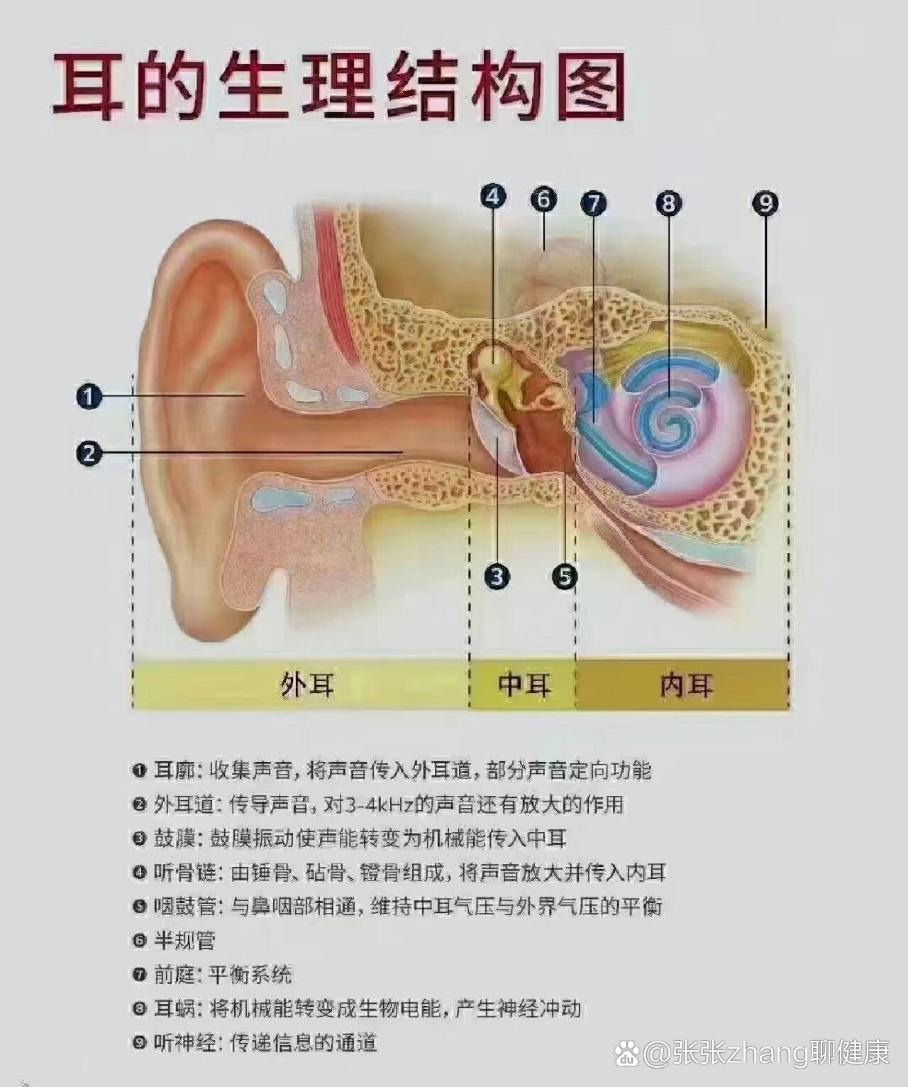 鼓膜示意图图片