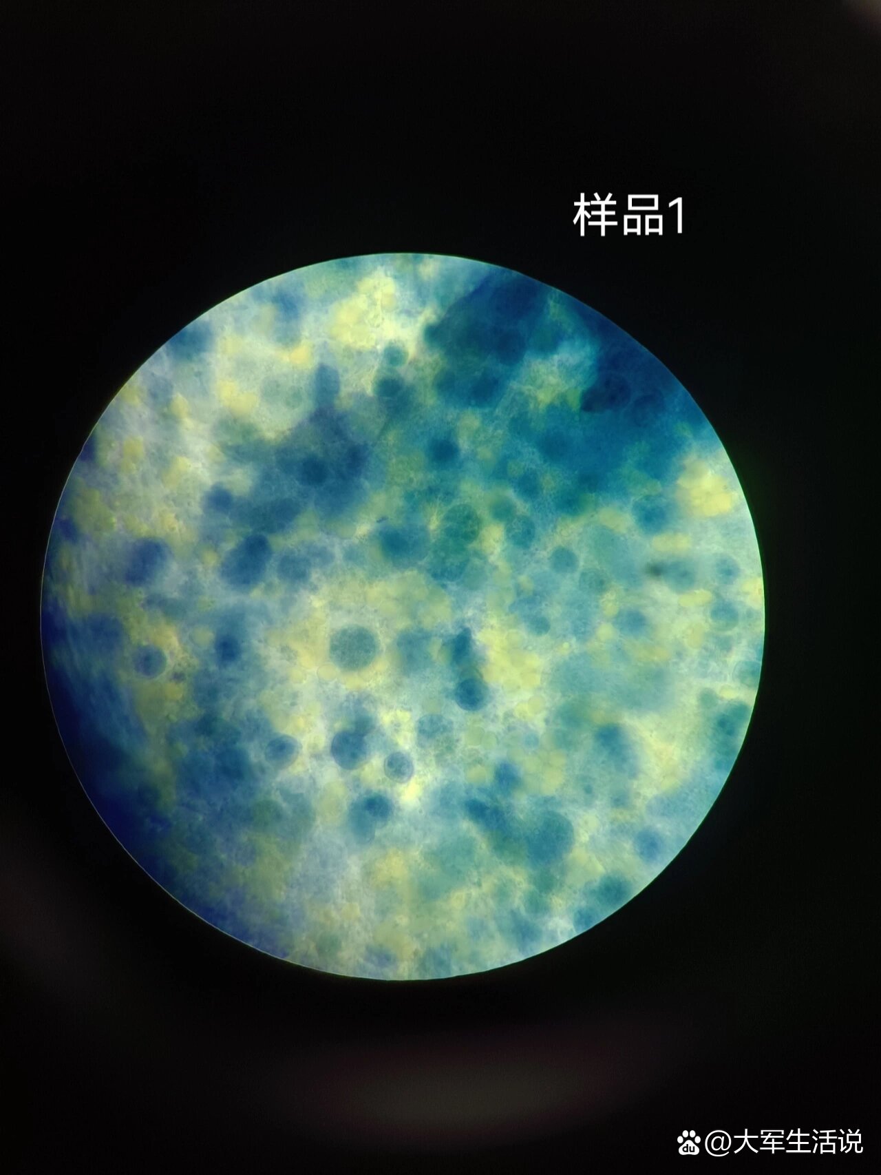 差速离心分离小鼠肝脏细胞线粒体