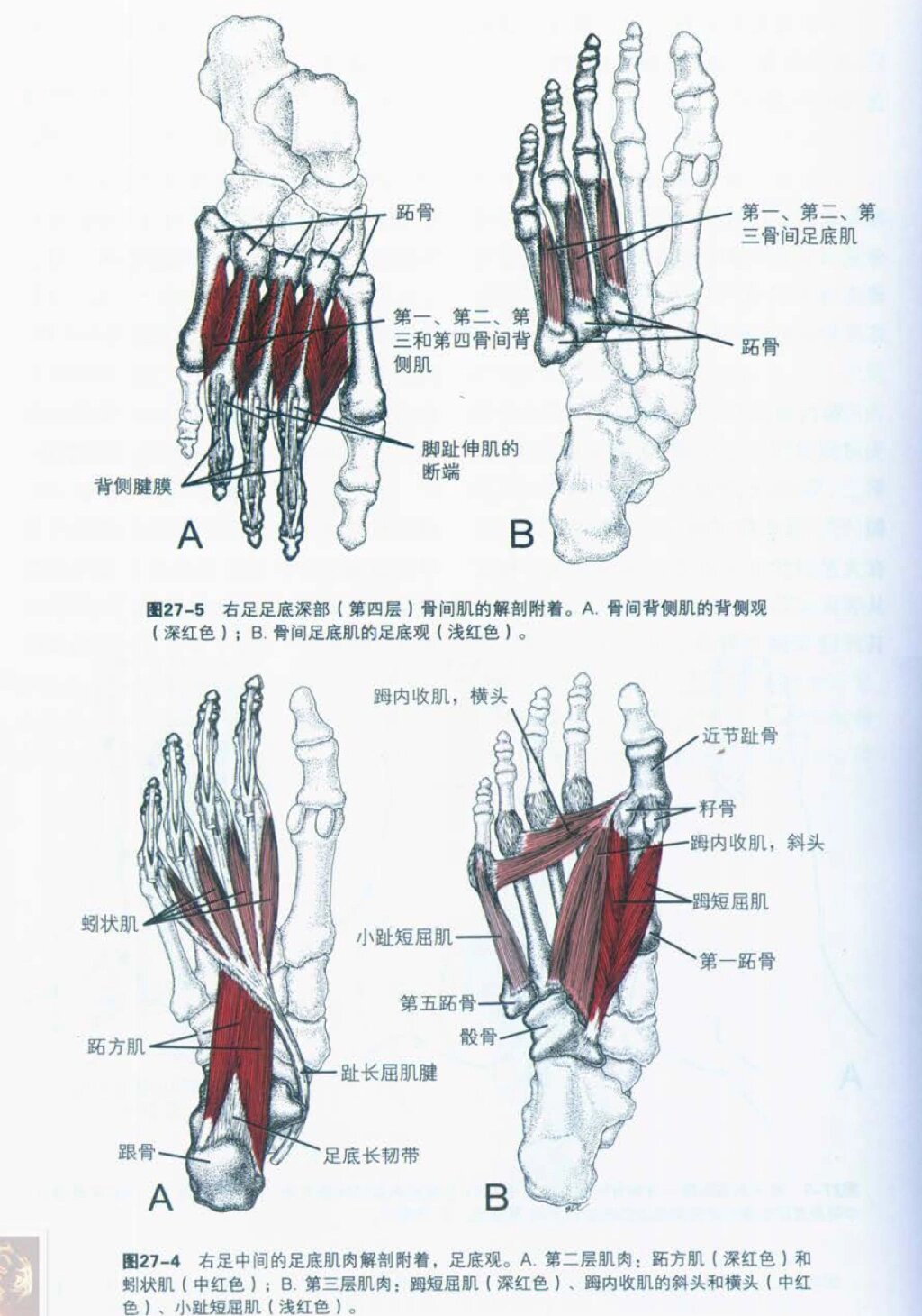 足背解剖结构图图片