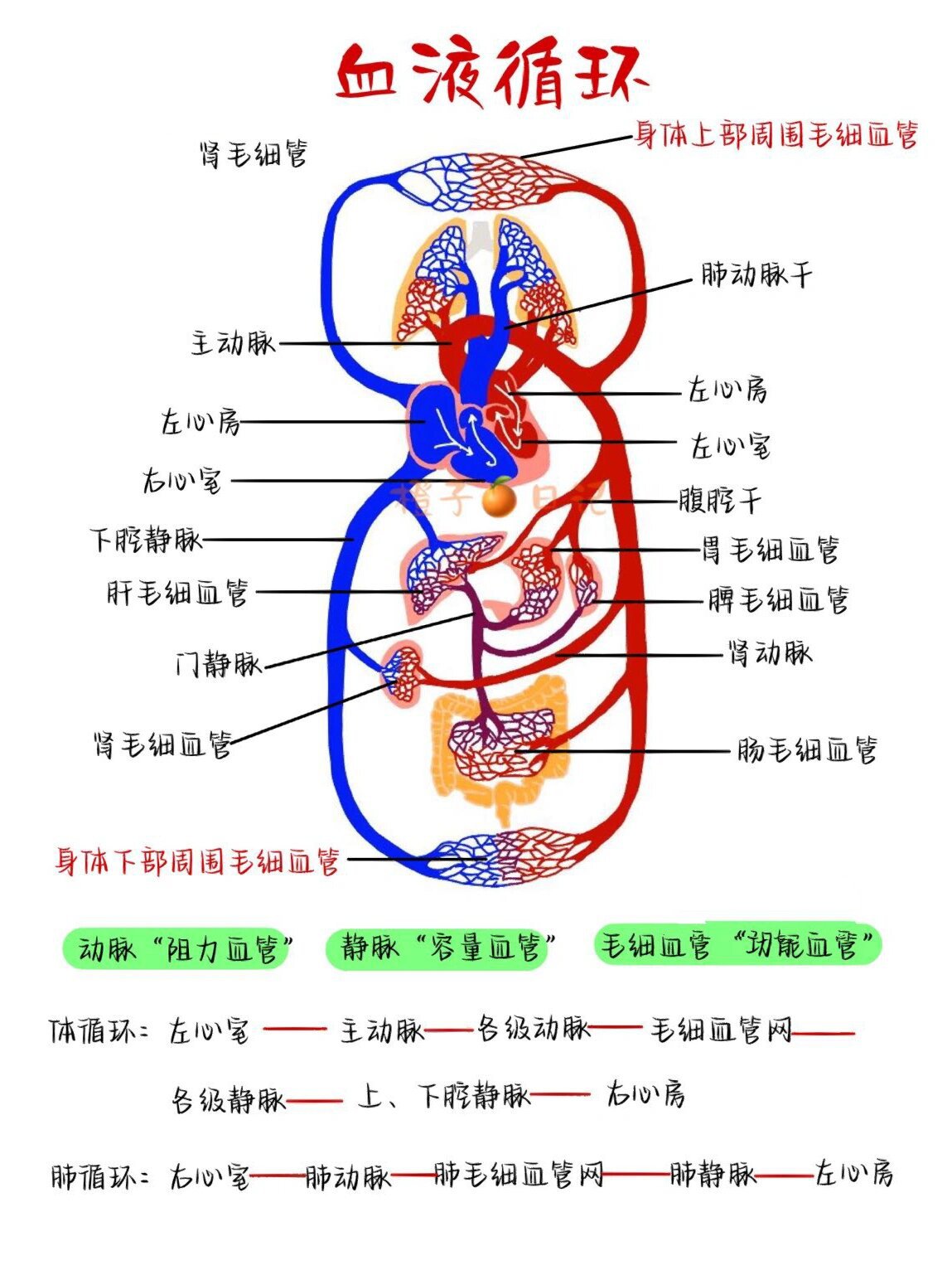 肾脏血液循环结构图图片