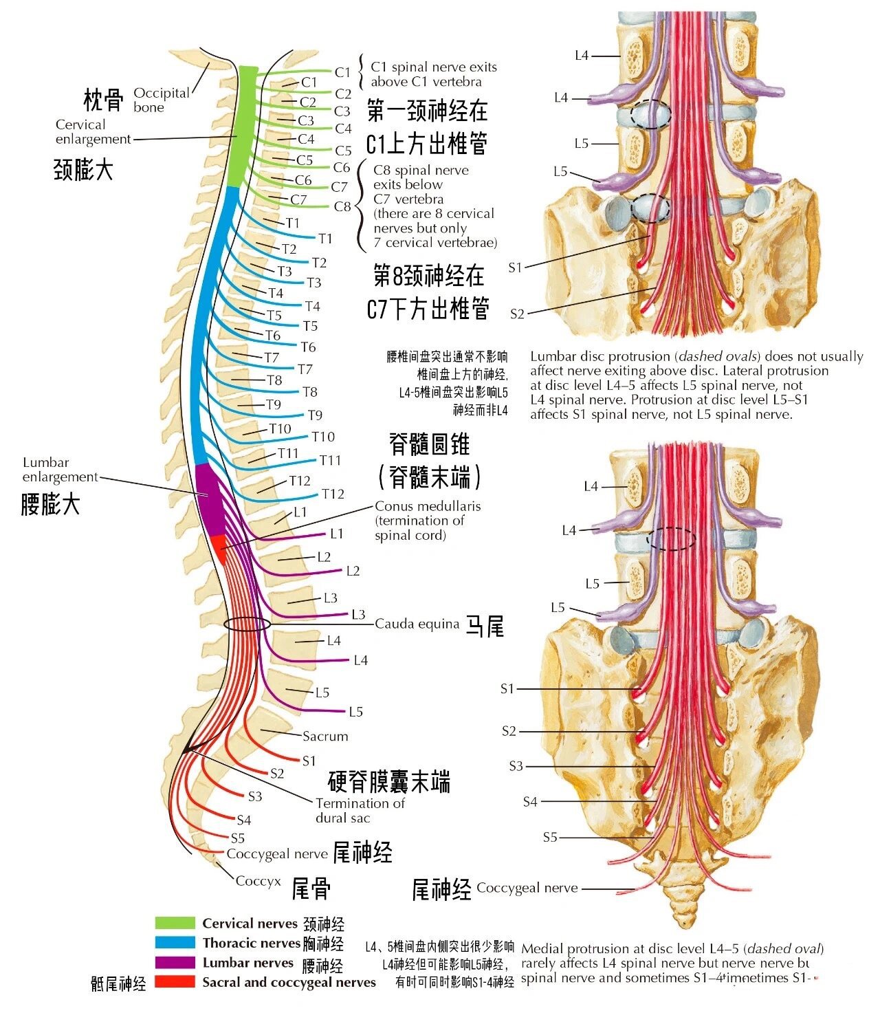 椎板解剖图片