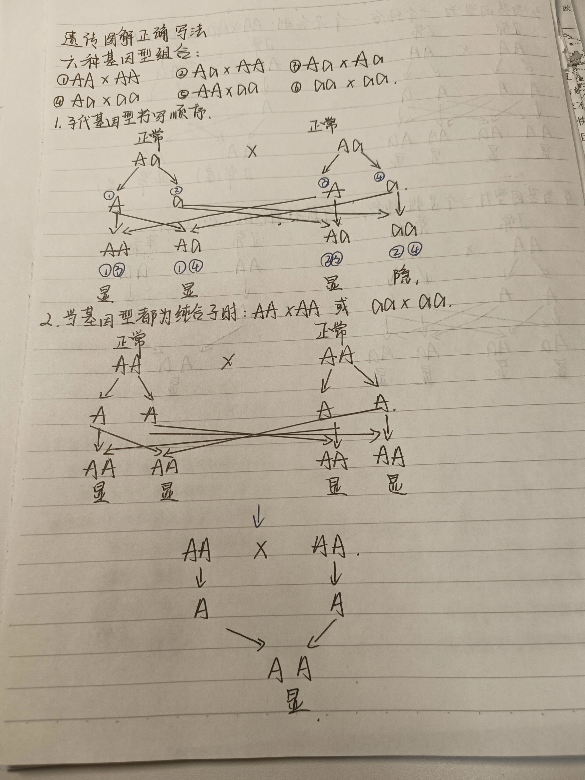 遗传图解模板图片