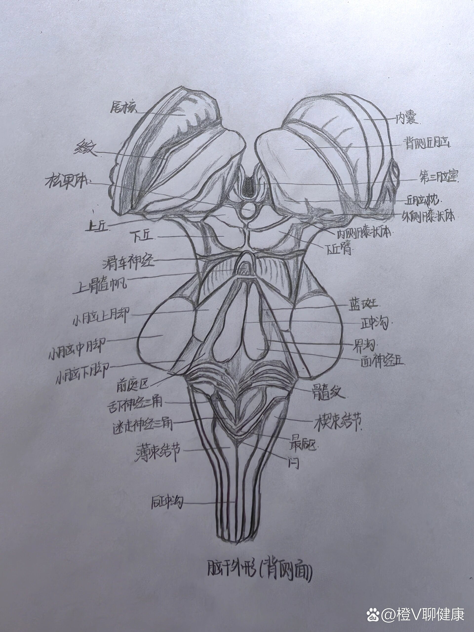 大脑半球外侧面素描图片