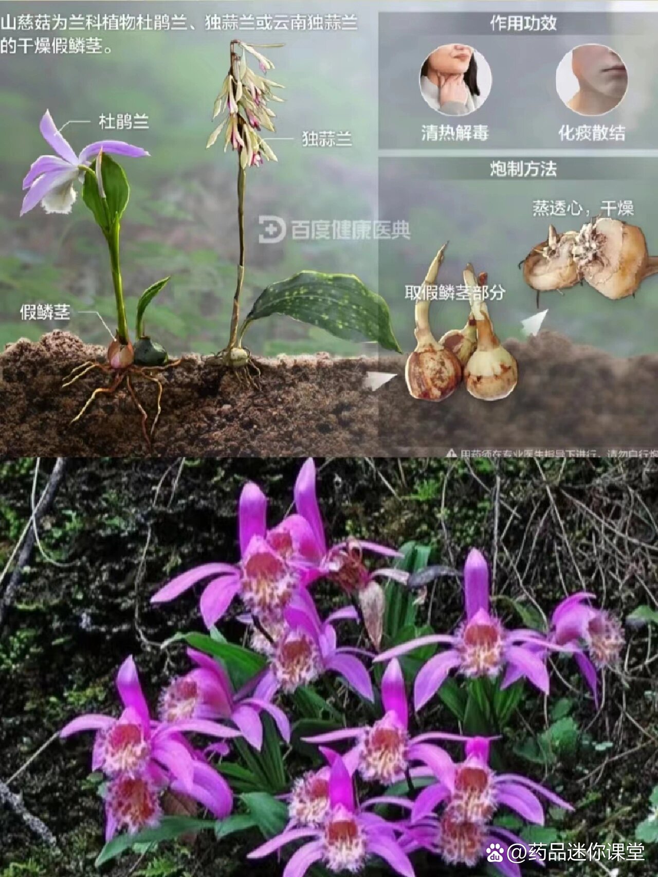 每天认识一种中草药【山慈菇】97