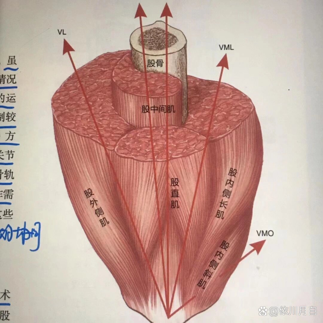 股四头肌的功能解剖 br 今天要分享的内容是 股四头肌的功能解剖