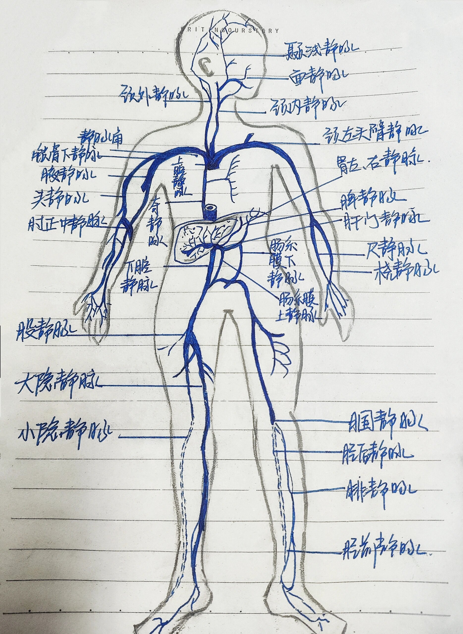 全身动静脉解剖图73