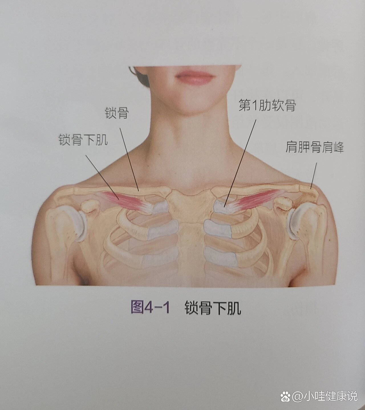 胸锁乳突肌松解手法图片