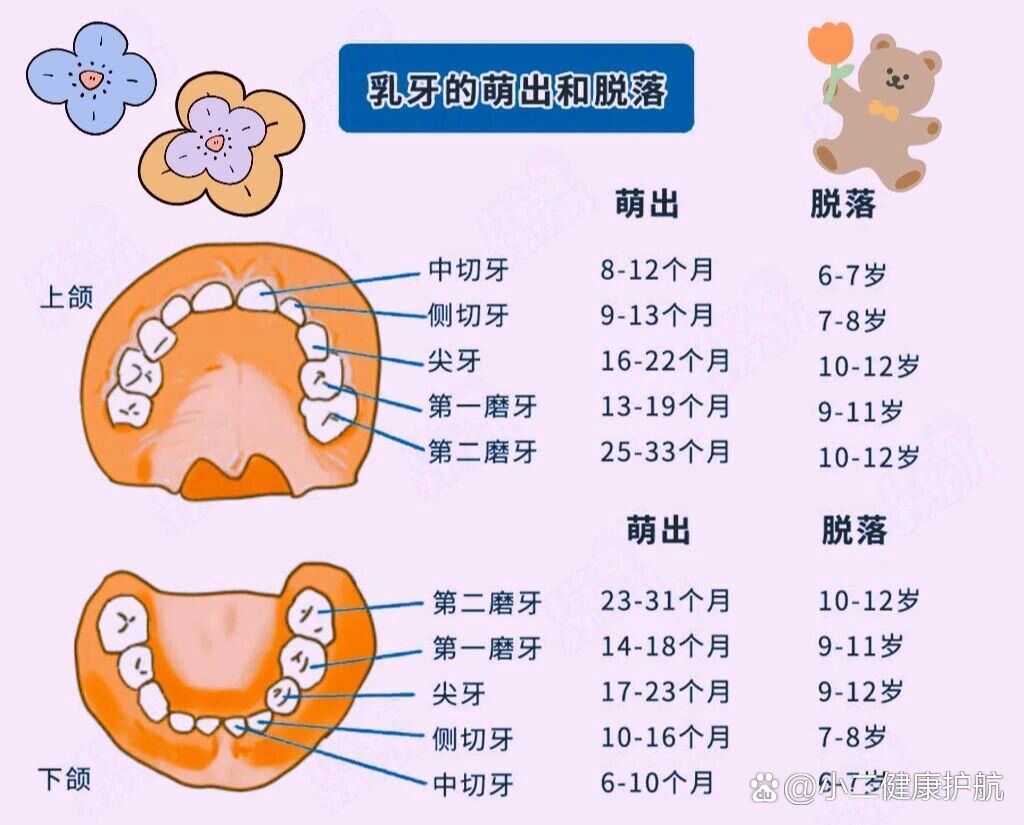 小朋友乳牙替换顺序及年龄
