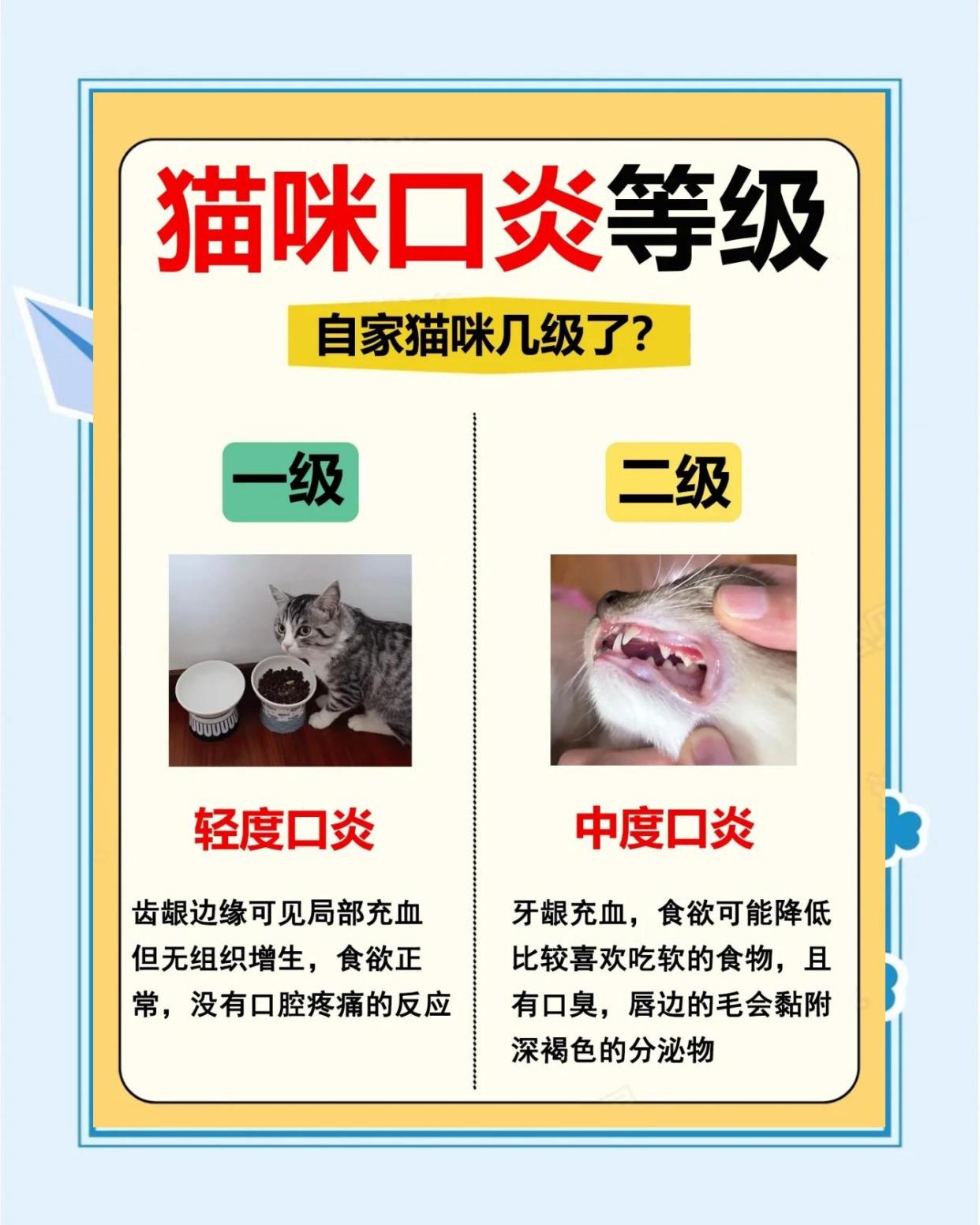 🐱猫口炎等级自测：你的猫咪中招了吗？