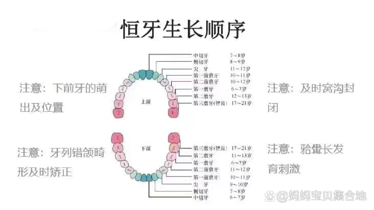 牙齿替换的顺序图片