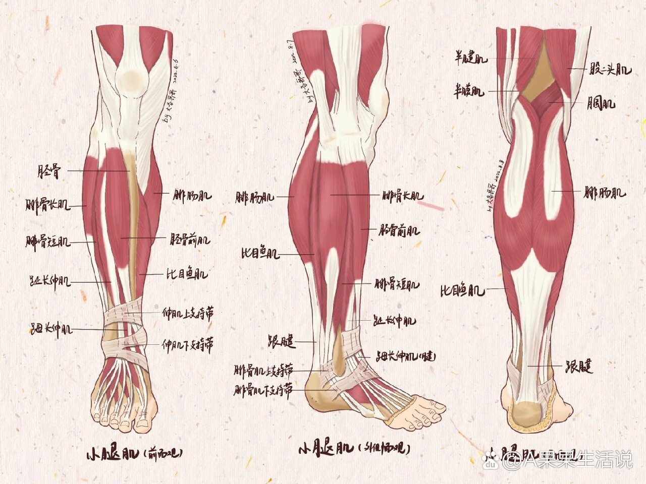 小腿肌腱解剖图片