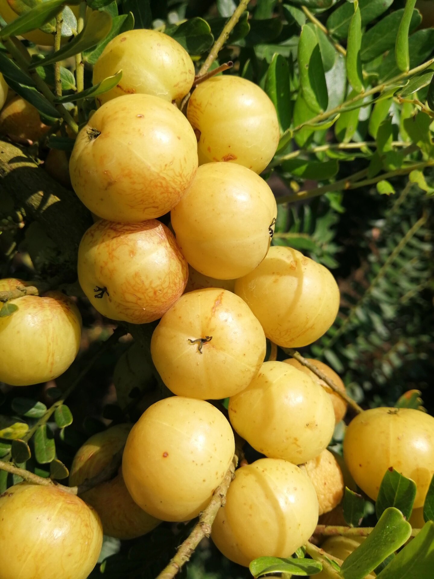 油柑又名余甘子,有行气,止咳,治消化润肺化痰,生津止渴,预防和治疗