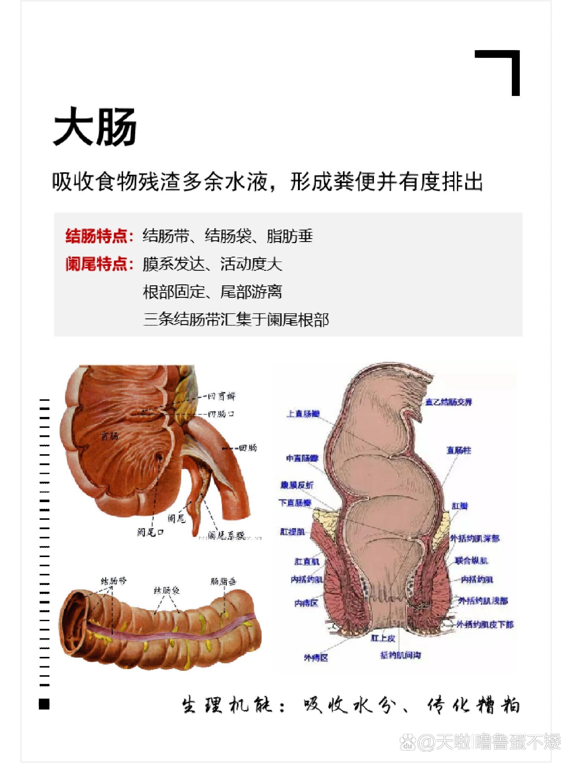 芳疗学习 no 318生理解剖@大肠